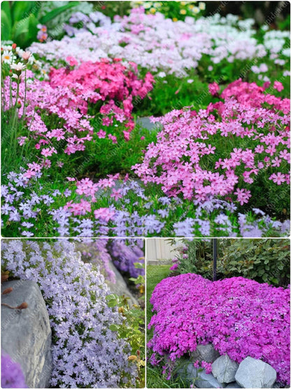 💐Vibrant Tapestry of Color ✨Creeping Phlox Seeds, Shibazakura Seeds