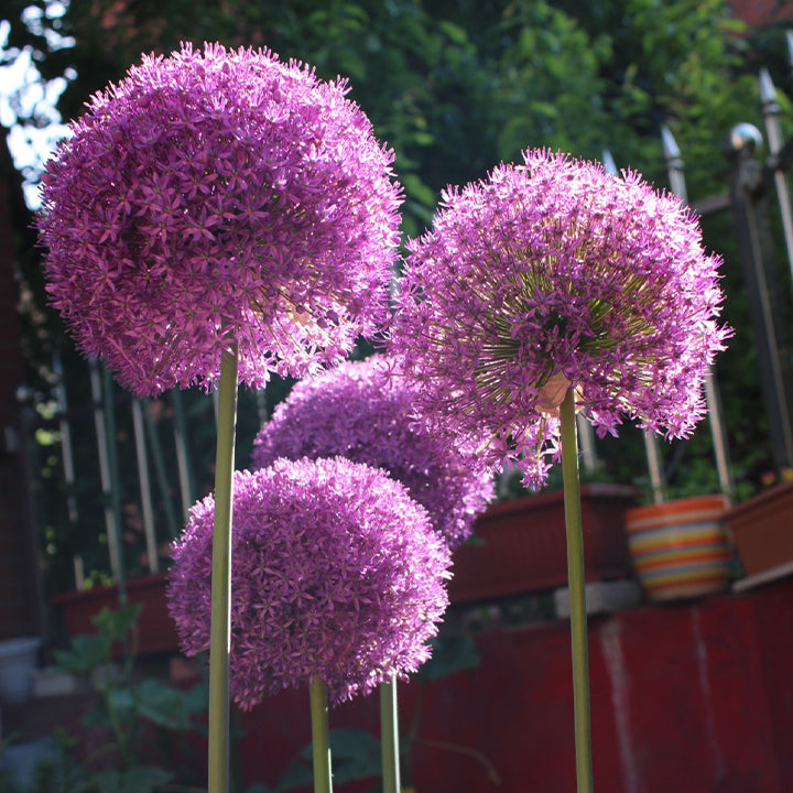 Allium Giganteum Ornamental Onion Flower