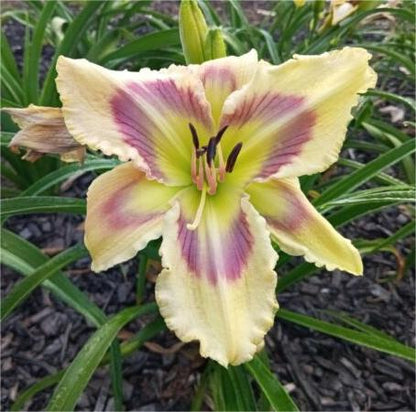 Daylily Hybrid Flowers Seeds, Hemerocallis Hybrid, 20pcs/pack