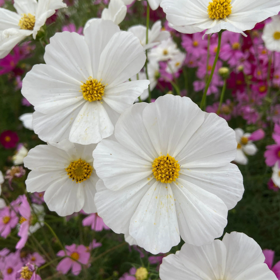 🌺Cosmos - Blooming Means Happiness And Luck