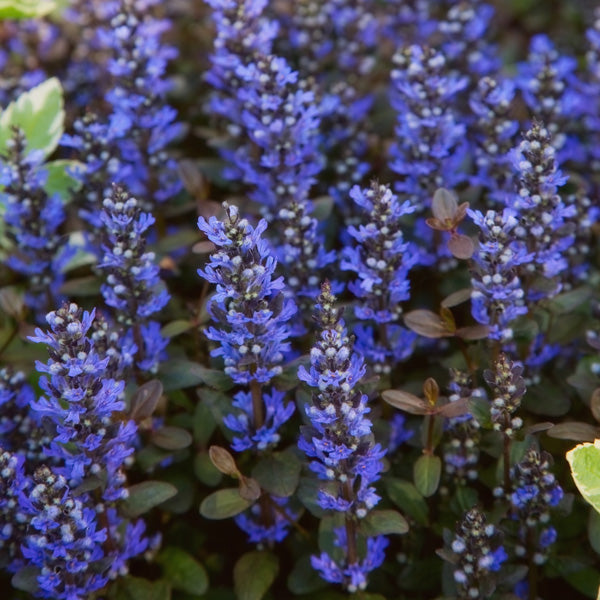 Ajuga Seeds🌈Wonderful Groundcover