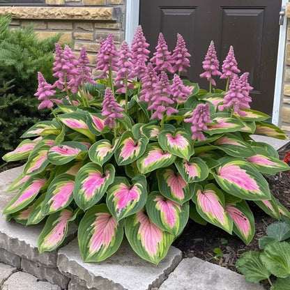 From Seed to Stunning – Hosta Magic 🌿Rare Hosta Seeds🌿