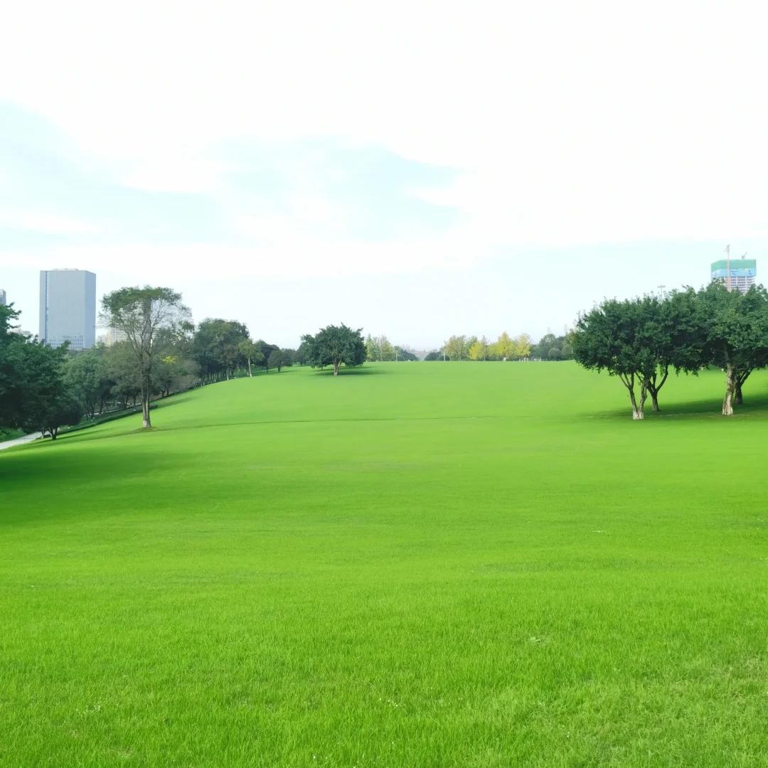 🌱High quality evergreen lawn seeds