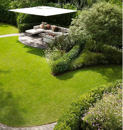 Dwarf Evergreen Lawn Seeds
