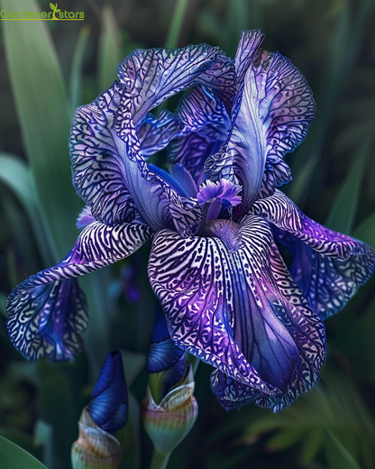 Multicolor Iris Seeds