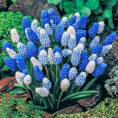 Muscari Magic Carpet Mix
