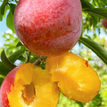 Dahongpao Plum Seeds