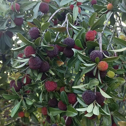 🍒 Giant Black Pearl Bayberry Seeds