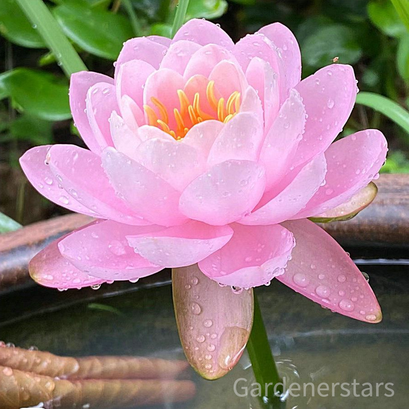 🌸[7 days germination]Last Day Up to 80% OFF💐The Sacred Bonsai Bowl Lotus Flower