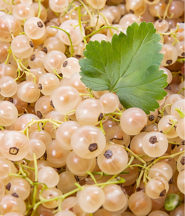 Multicolor Gooseberry Seeds