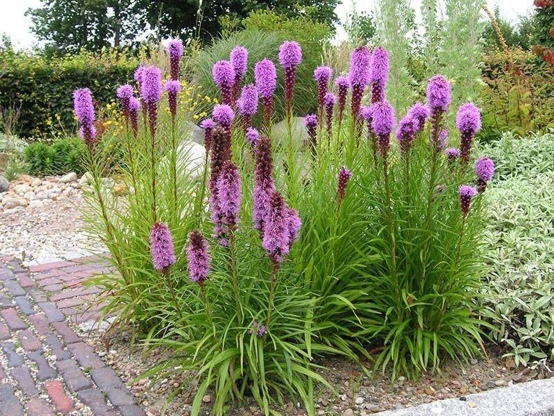 Dense Blazing Star 100 seeds