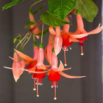 Fuchsia Flowers Seeds Lantern Flower, Bonsai Flower Seeds