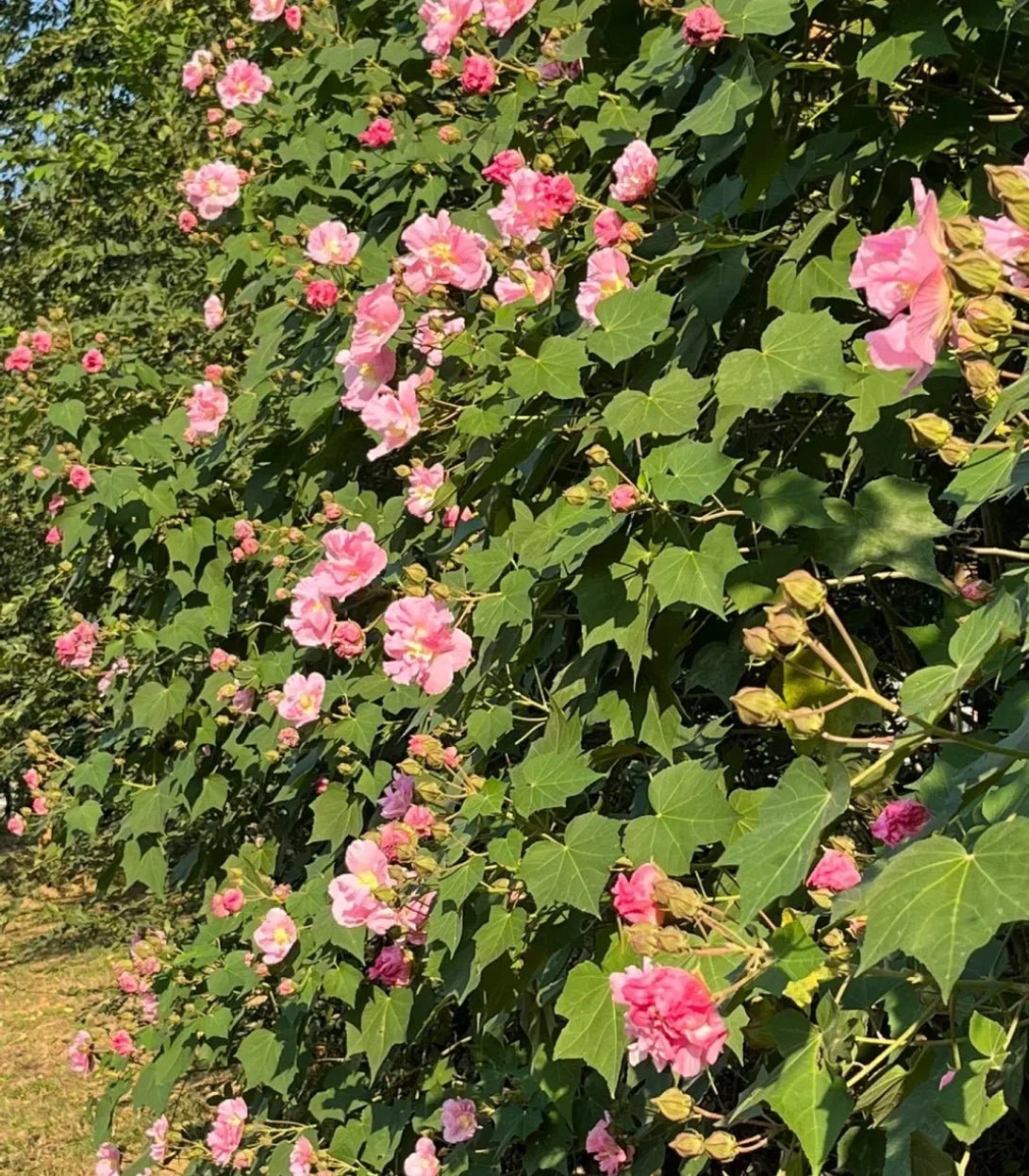 🌸Drunken Hibiscus - Changes Color Three Times a Day
