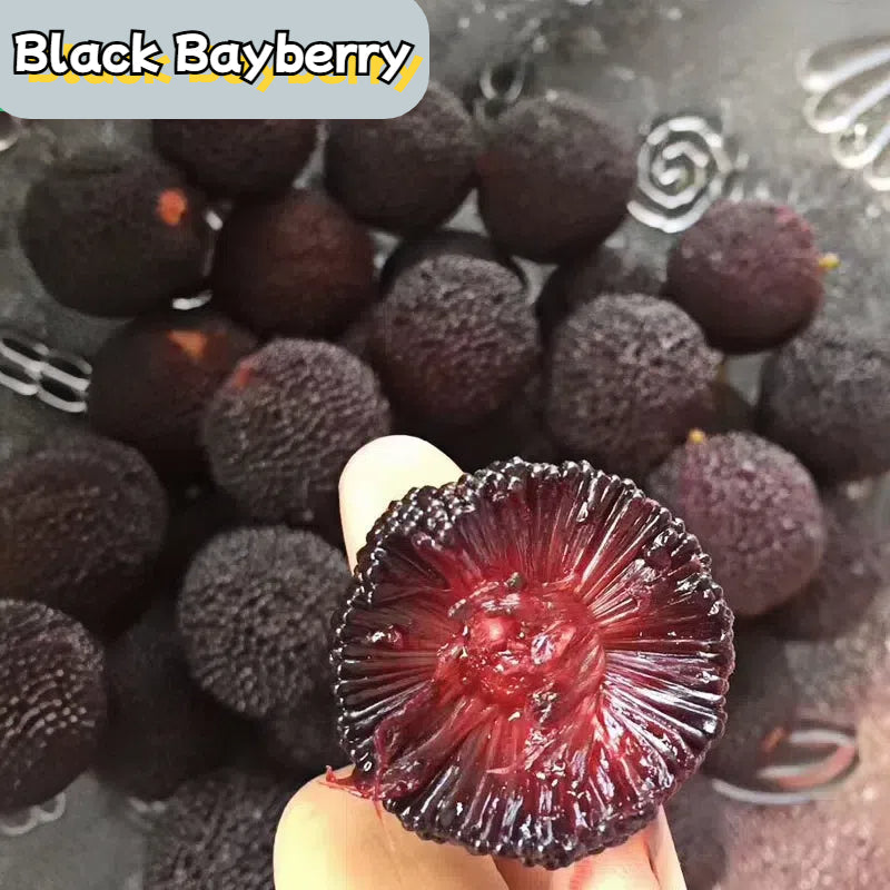 Black Bayberry Seeds