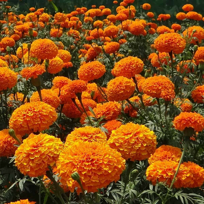 🌸Colorful Marigold Seeds