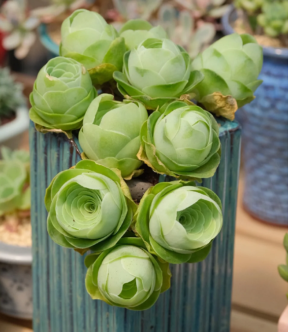 Mountain Rose Succulent Plant