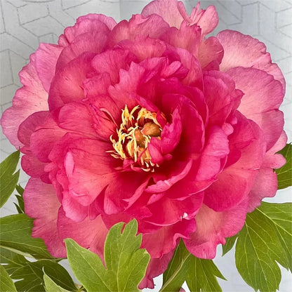 🌺Peony - Love surrounds you