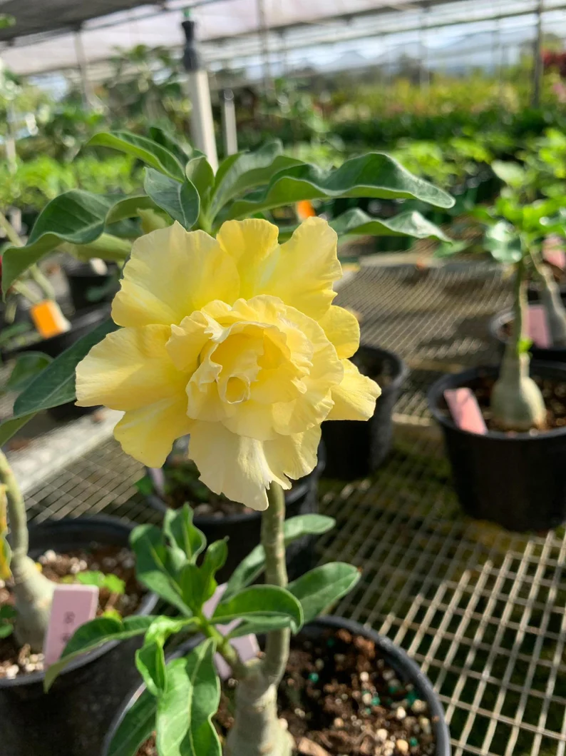 Desert Rose -- Yellow