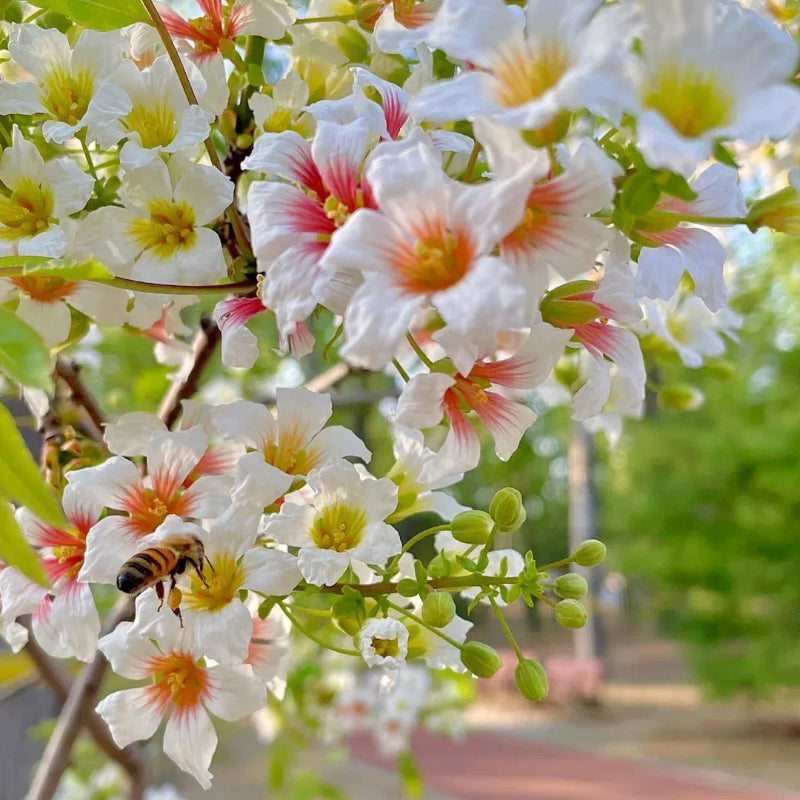 Xanthoceras Sorbifolia, Raintree Flower Seeds