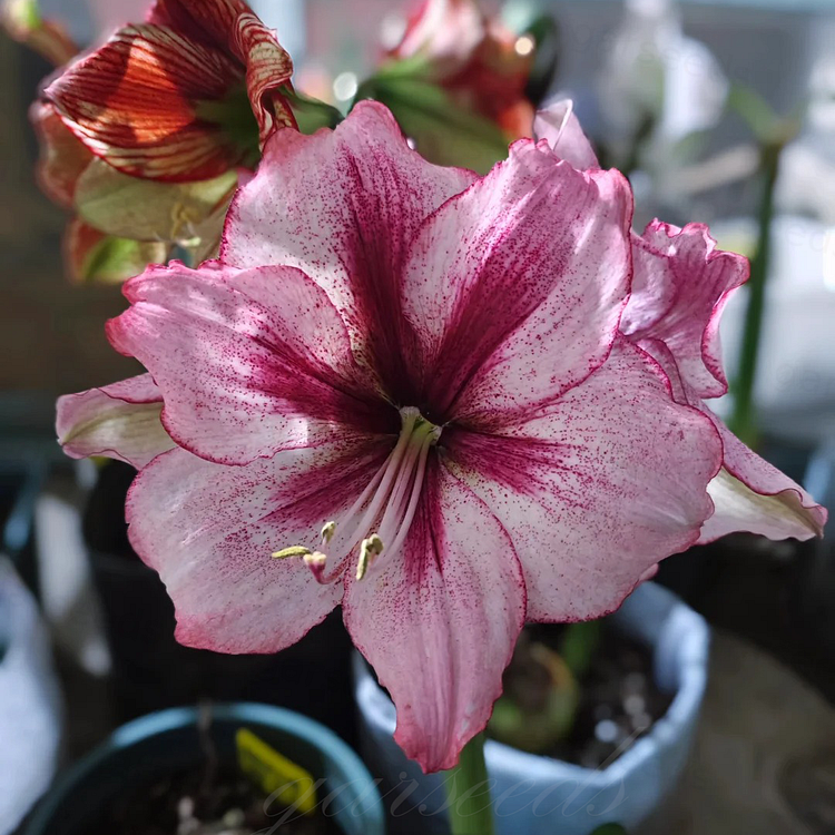 Double-Flowered Amaryllis Bulb🌼