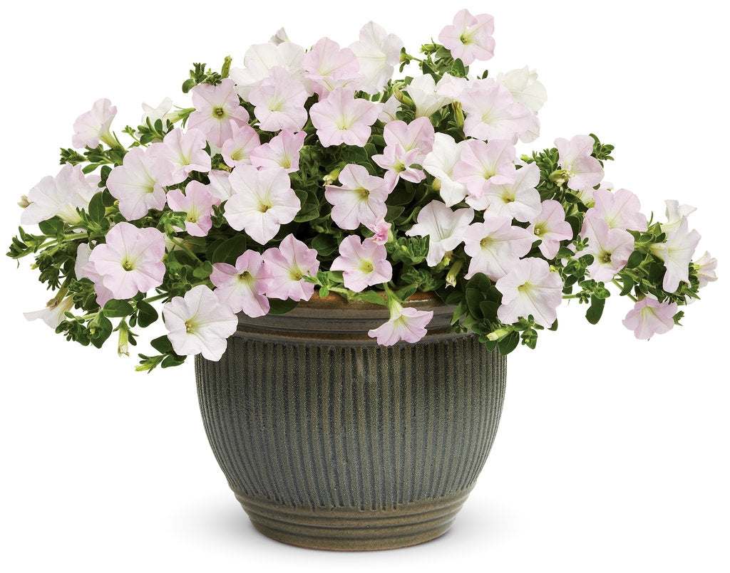 Appleblossom Petunia Seeds