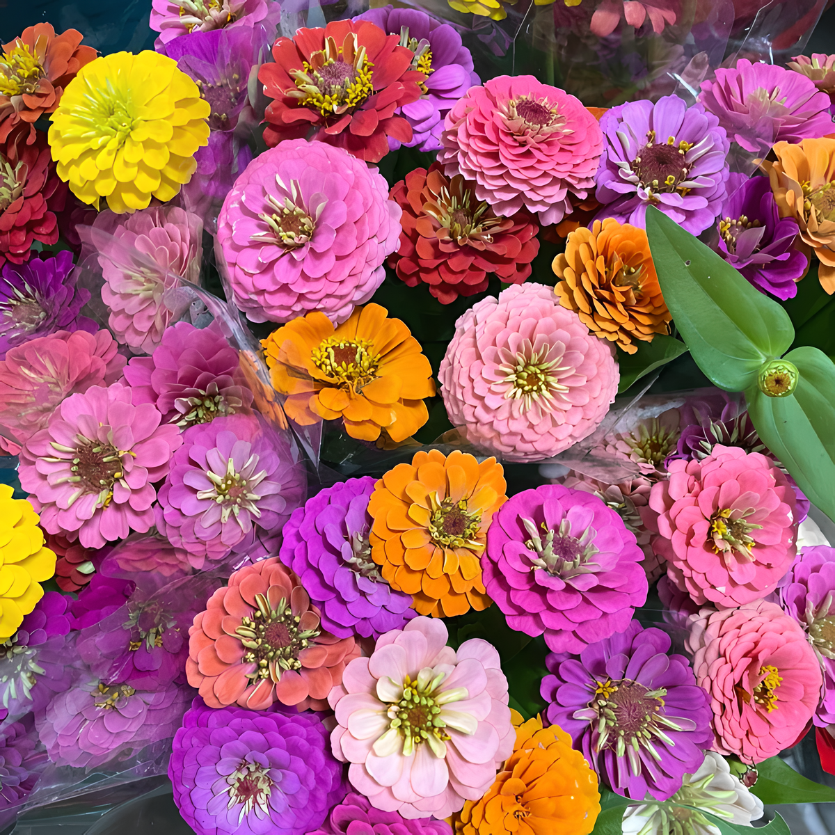 🌺Double Zinnia Mixed Color Seeds