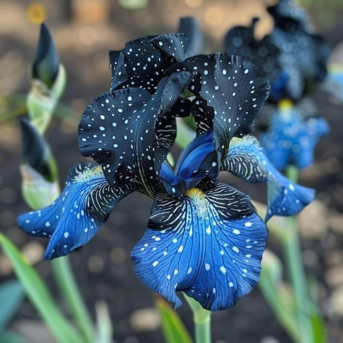 Silver Shimmer-Rare Iris Bulbs⚜️