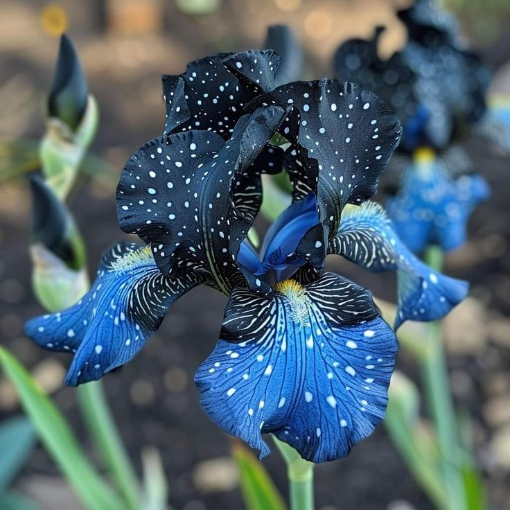 Pink fruit-Rare Iris Bulbs⚜️