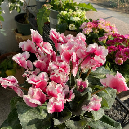🌸 Fragrant Cyclamen Bulbs-Sweet Scent, Simple Care