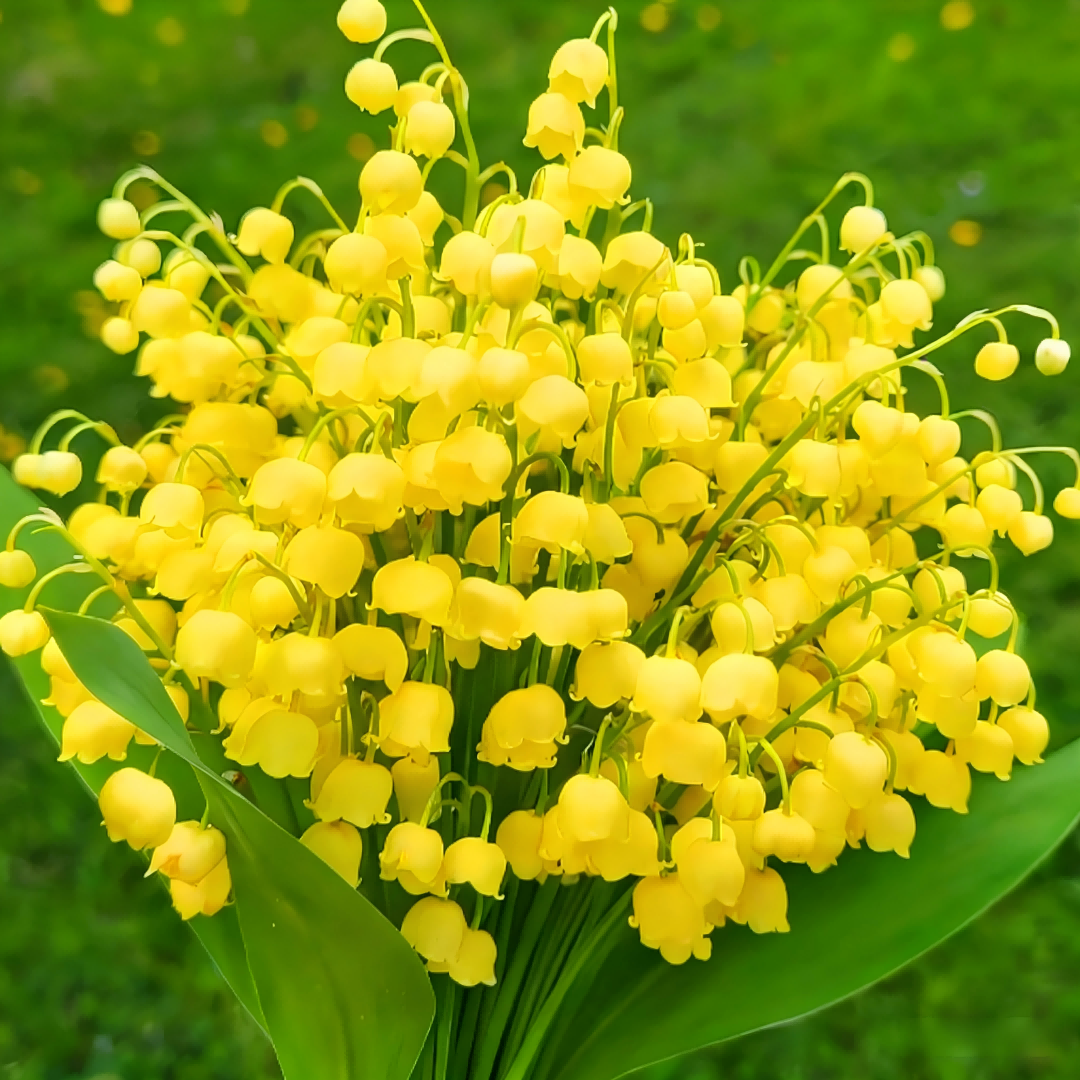 Lily of the Valley Bulbs