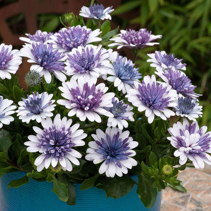 Marigold 'Sky Blue Misty Rain' seeds