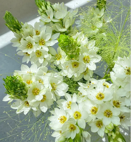 Ornithogalum 'Sonoran White'