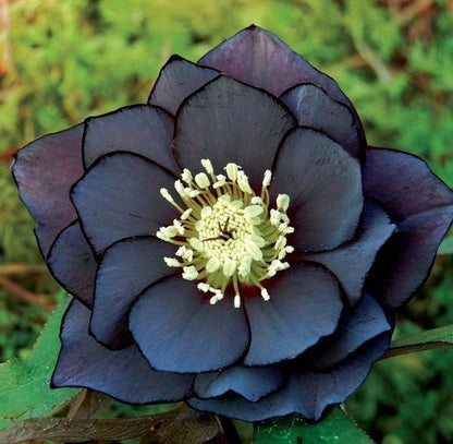 Honeymoon Hellebore, Christmas Rose