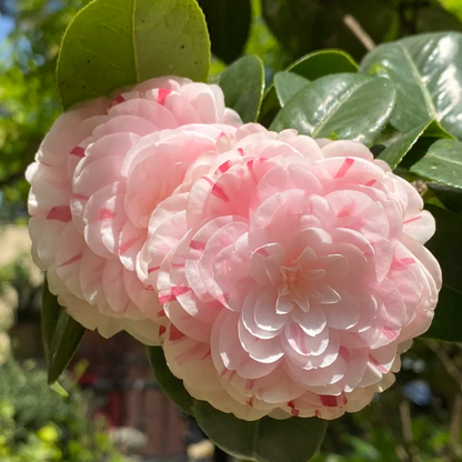 Five-color Red Camellia