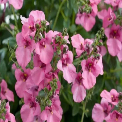 Diascia Pink Queen Seeds Perennial Abundant Pink Flowers Light Frost Tolerant
