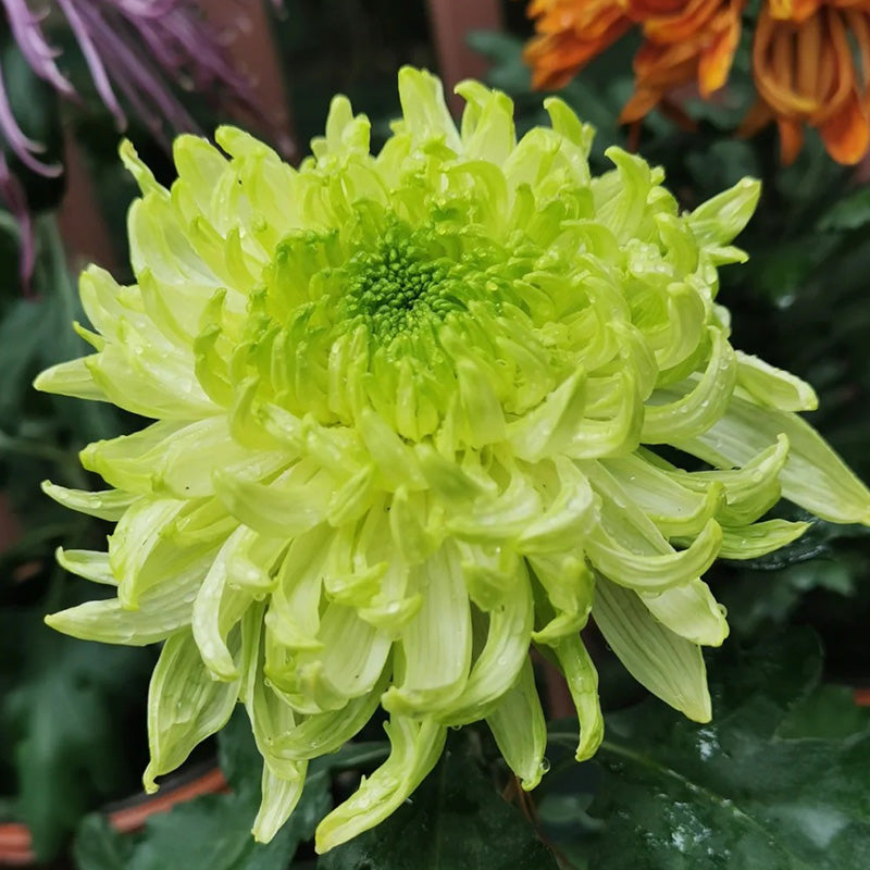 🌺The Flower of Elegance🌼Giant Chrysanthemum Seeds