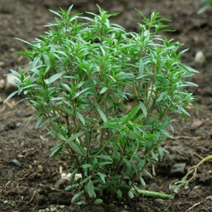 Summer Savory Seeds