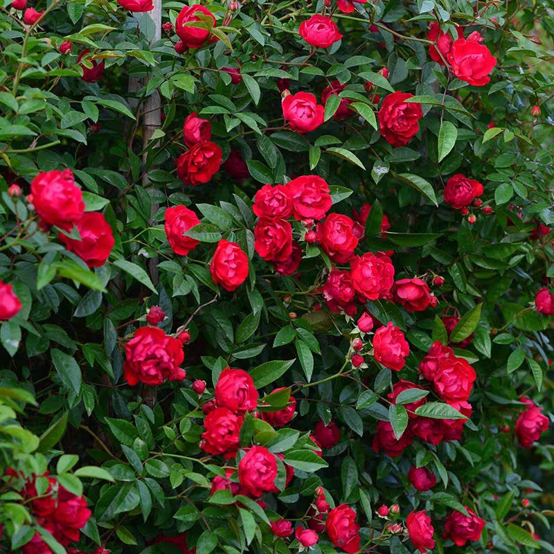 Rosa Banksiae Aiton Seeds