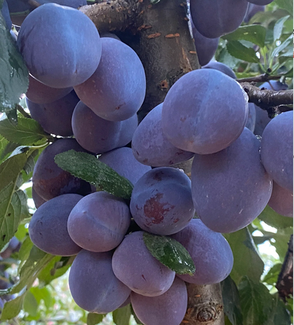 Damson Blue Plums Fruit Seeds