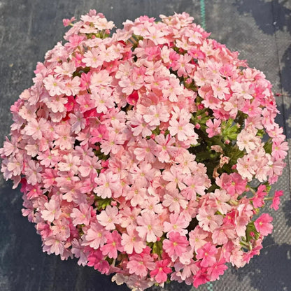 💐Garden Verbena Seeds