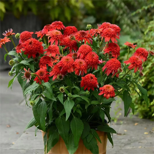 Double Echinacea Seeds