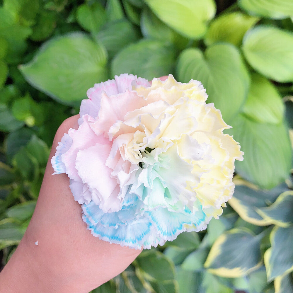 Mixed Color Carnations
