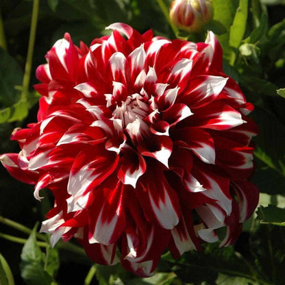 🎅  'Santa Claus' Dahlia Bulbs