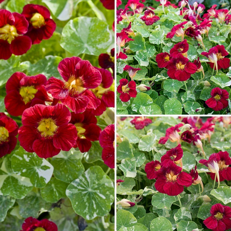 Nasturtium Seeds– Edible Flower for Salads & Garden Color🌼