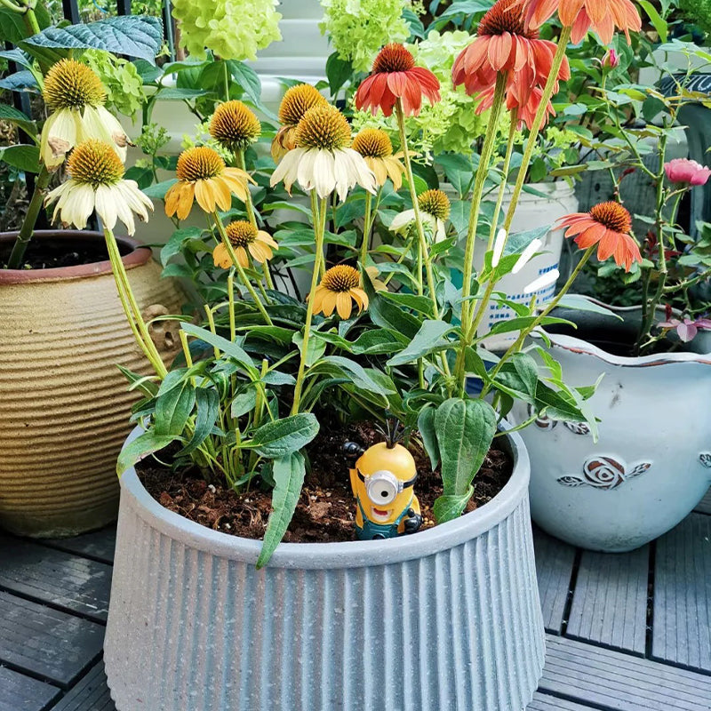 Coneflower Seeds (Echinacea)