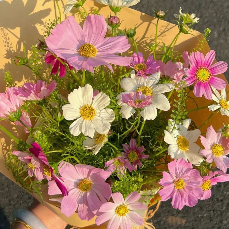 🌺Cosmos - Blooming Means Happiness And Luck