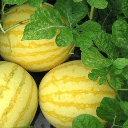 Gold In Gold Hybrid Watermelon Seeds