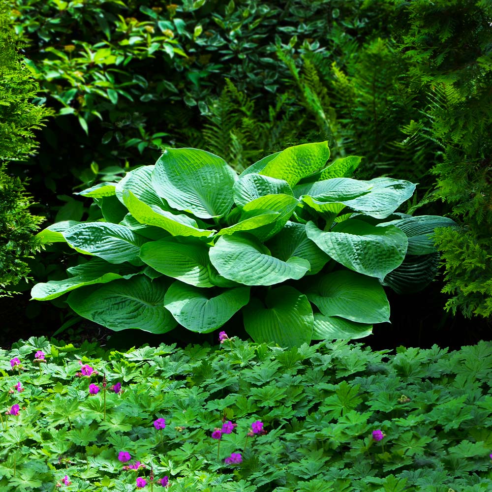 Hosta – The Shade-Loving Elegance for Your Garden 🌿✨