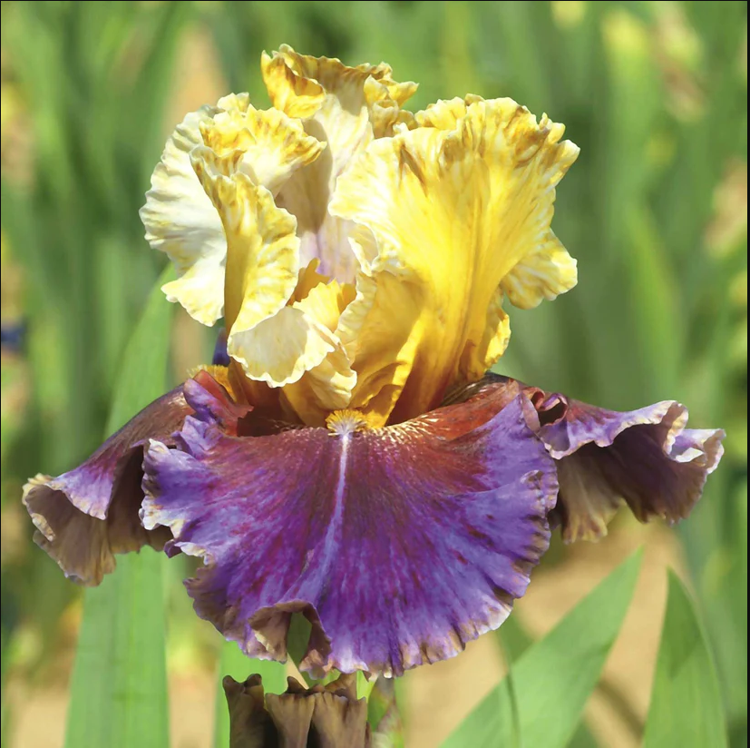Iris Flower Perennial Rare Bearded Iris