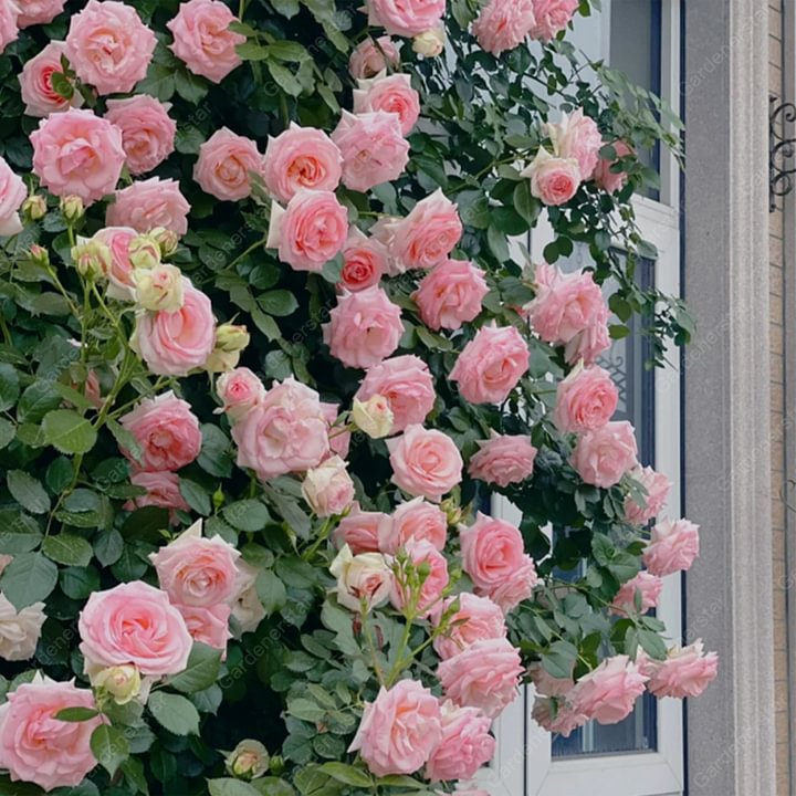 Mixed Climbing Flower Seeds -Over 30 kinds mixed